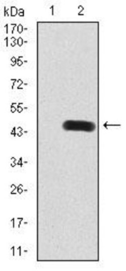 RAB8A Antibody (7G8B11) - BSA Free, Novus Biologicals 0.1mg; Unlabeled:Antibodies,